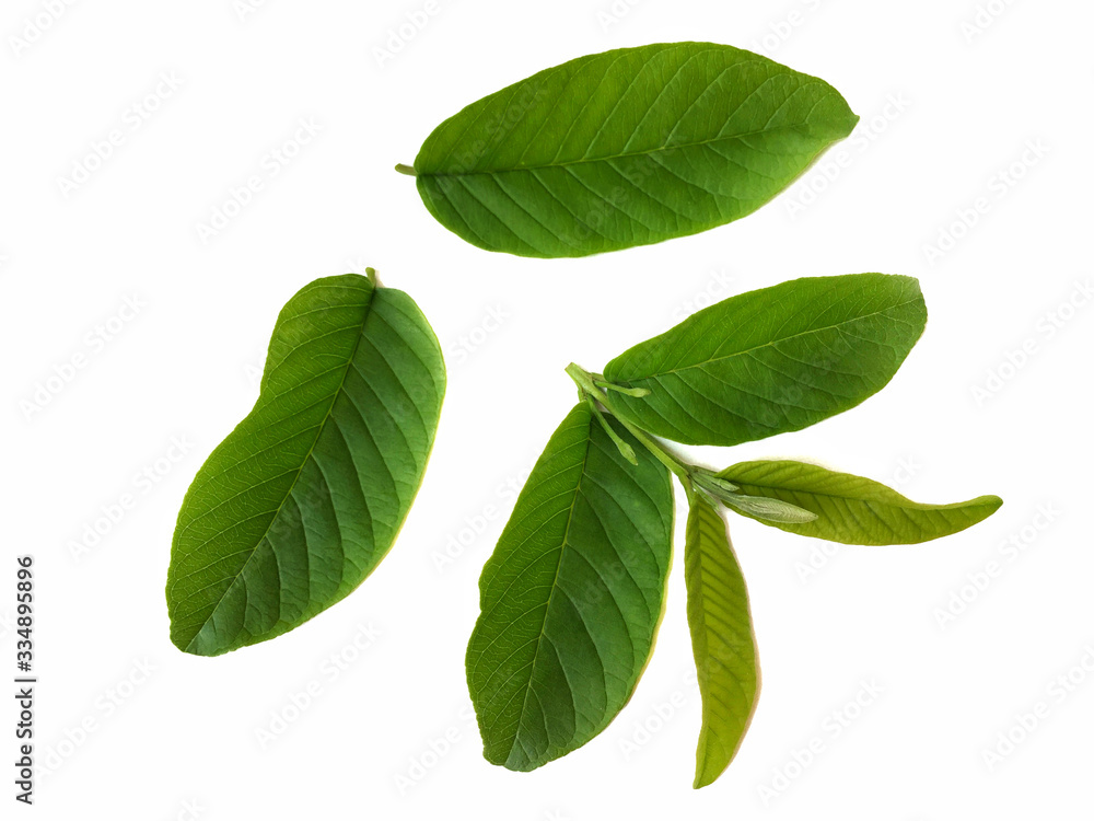 Fototapeta premium green leaf isolated on white background