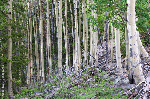 Fototapeta Naklejka Na Ścianę i Meble -  A aspen tree in a forest. High quality photo