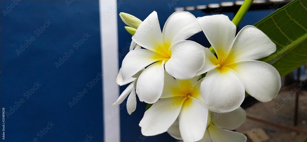 Fototapeta premium frangipani flower on a background