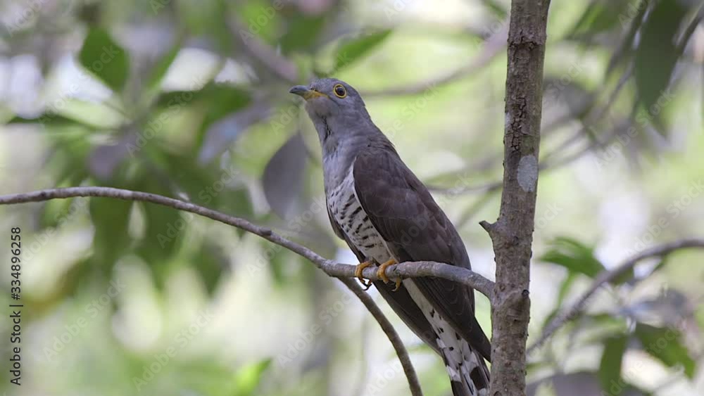 IndianCuckoo perch on a tree branch and flying off. Side view full body and slow mo footage IndianCuckoo perch on a tree branch and flying off. Side view full body and slow mo footage