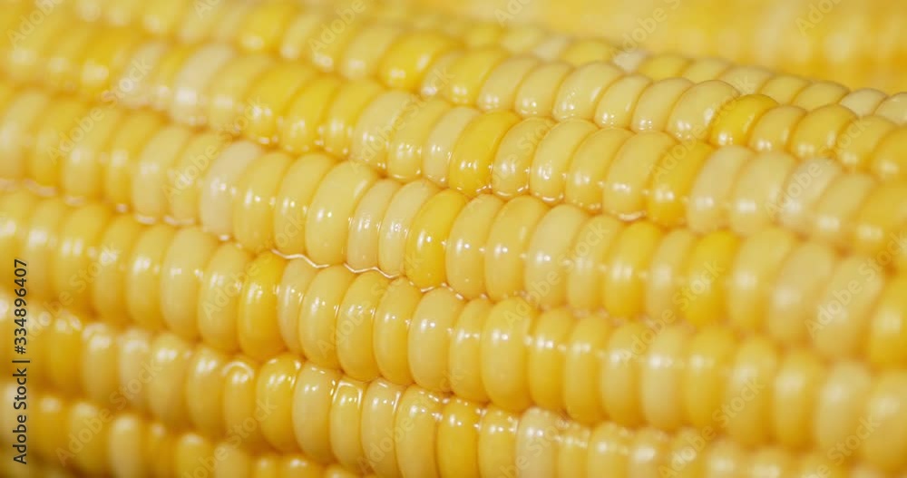 Fresh corn falling water drops. Fresh corn falling water drops.