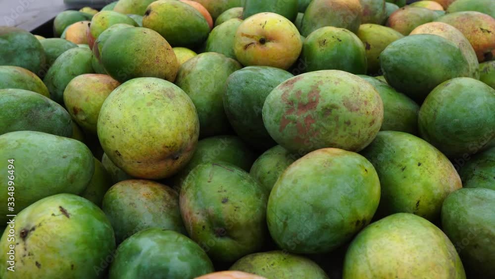 rich ready to distribute mango of the keitt variety loaded for marketing rich ready to distribute mango of the keitt variety loaded for marketing