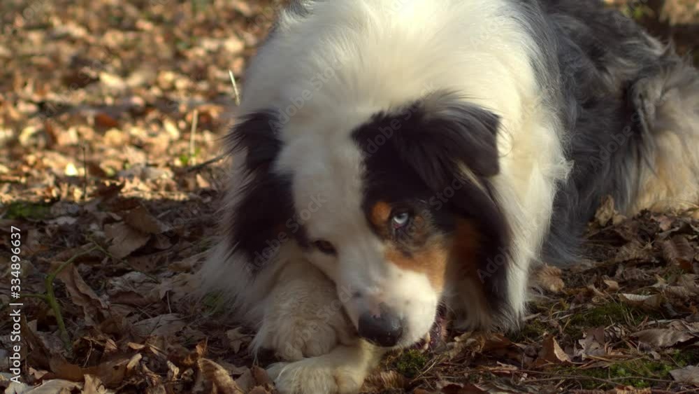 Australian shepherd dog chews on bone on ground, slow motion Australian shepherd dog chews on bone on ground, slow motion