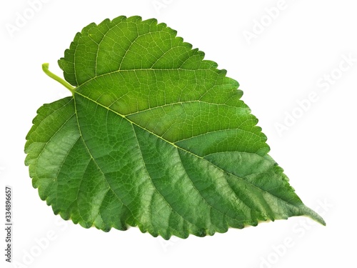 Green mulberry leaf on white background 