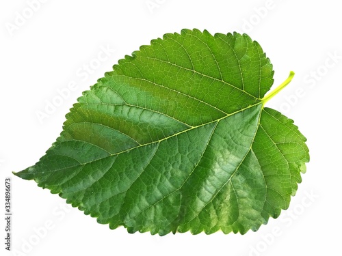green mulberry  leaf isolated on white background