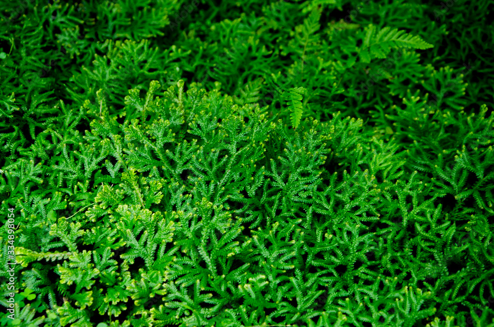 Fresh green leaves of spike moss in the wild Fresh green leaves of spike moss in the wild