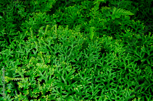 Fresh green leaves of spike moss in the wild