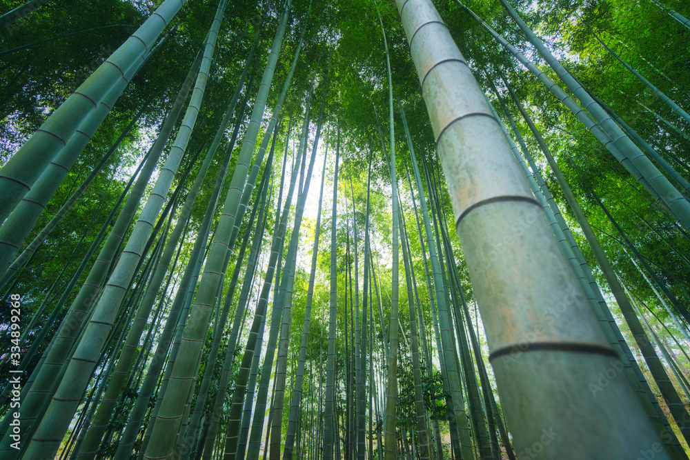竹林 竹林
