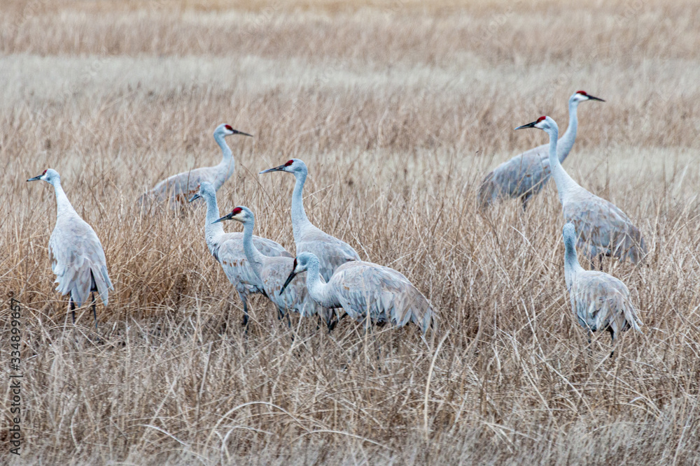 Flock of Sand-hill Cranes