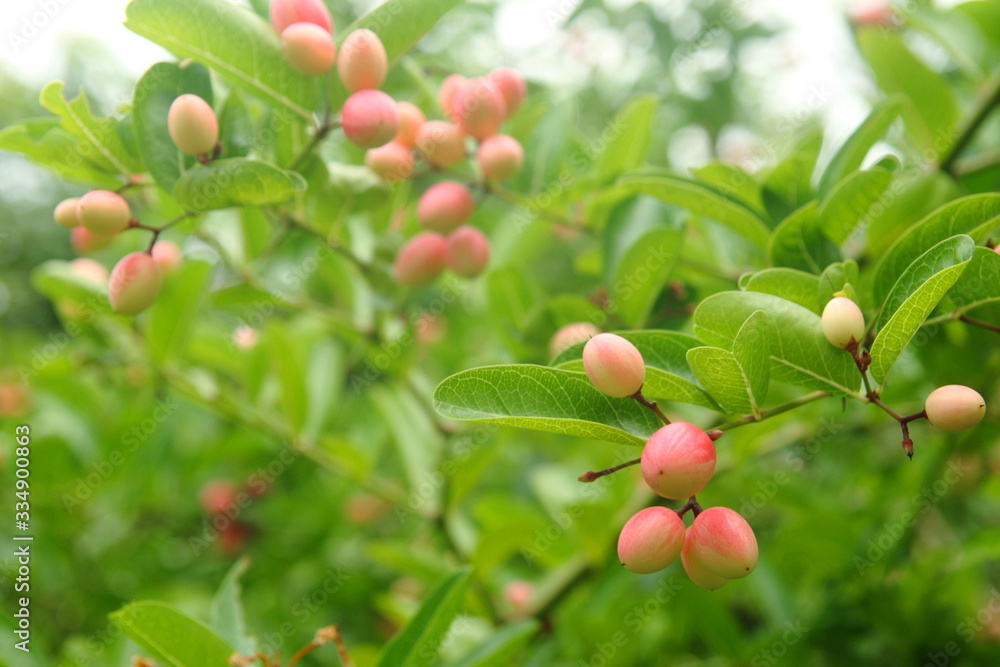 karanda plant on tree have copy space karanda plant on tree have copy space
