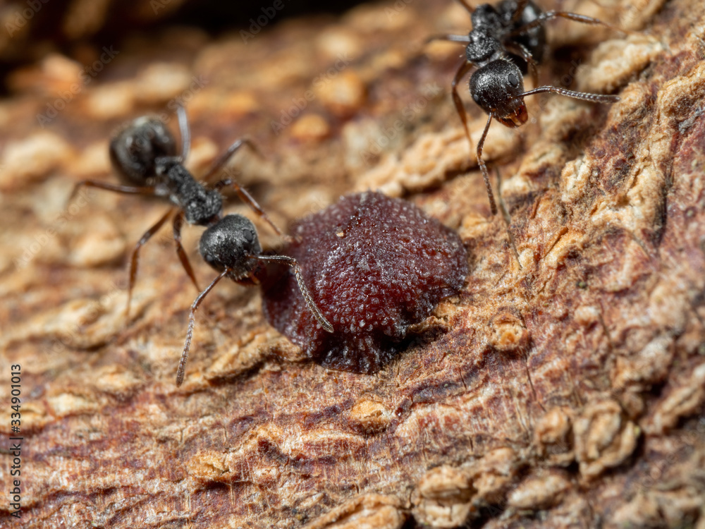 Macro Photo of Scale Insect with Black Garden Ant on Tree Bark Macro Photo of Scale Insect with Black Garden Ant on Tree Bark