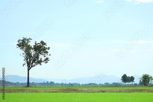 View of beautiful fresh green rice leaves field with blue sky have white cloud in Thailand, have copy space, concept spring season