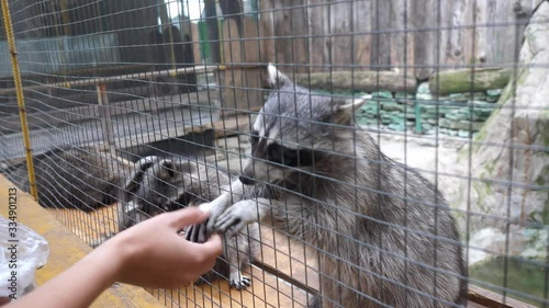 raccoon begs in the cage pulls its legs for food, takes it and chews
