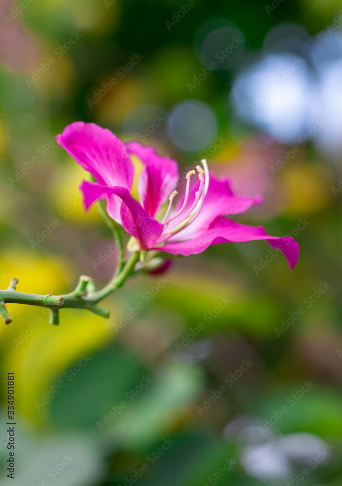 Obraz premium Bauhinia flower soft focus with some sharp and blurred background.