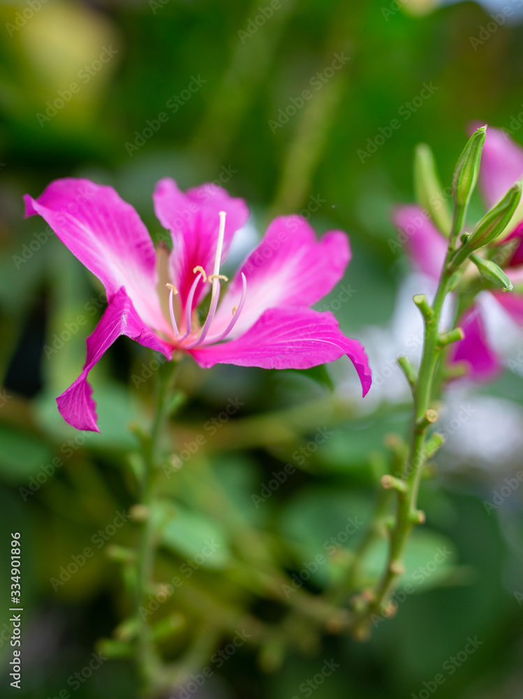 Bauhinia flower soft focus with some sharp and blurred background. Bauhinia flower soft focus with some sharp and blurred background.