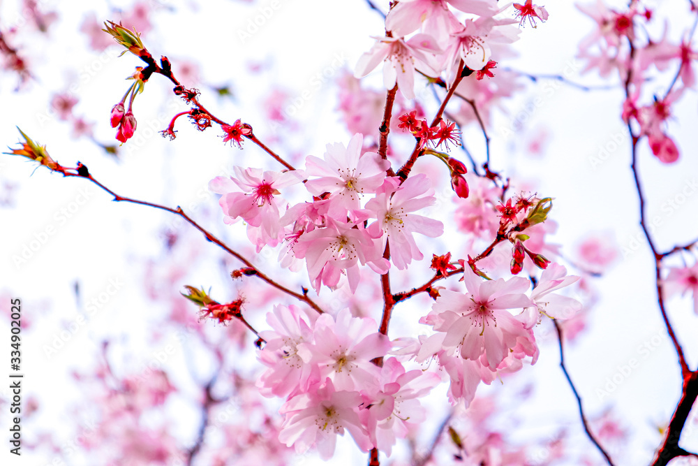 Dreamy Cherry Blossom Focusing Photo against High-Rise Building Background Dreamy Cherry Blossom Focusing Photo against High-Rise Building Background