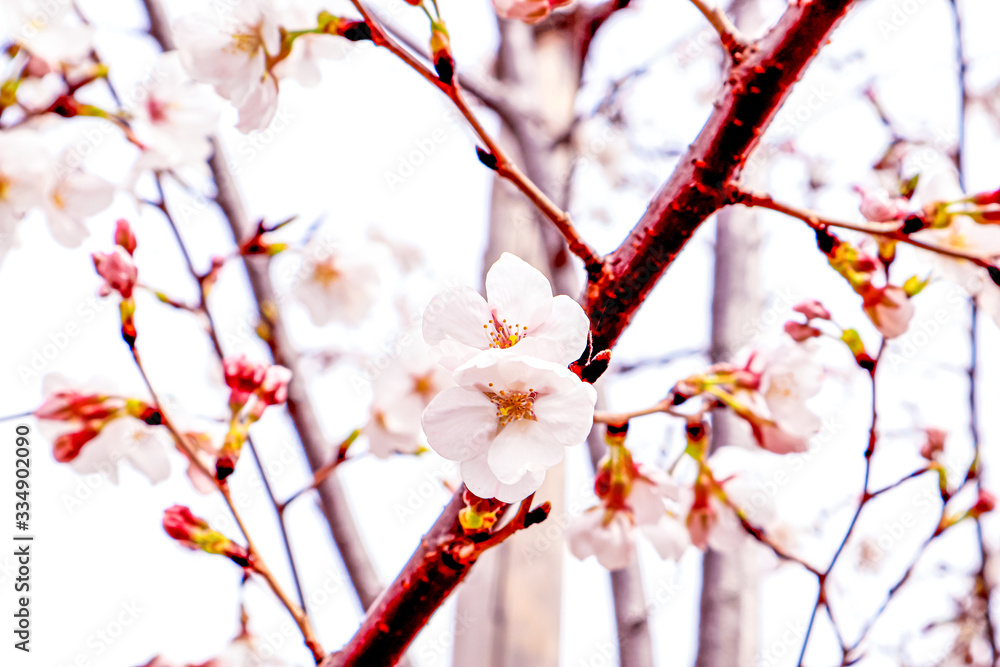 Dreamy Cherry Blossom Focusing Photo against High-Rise Building Background Dreamy Cherry Blossom Focusing Photo against High-Rise Building Background