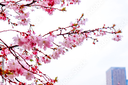 Dreamy Cherry Blossom Focusing Photo against High-Rise Building Background photo