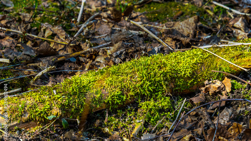 Fallen deadwood covered with moss in a spring pine forest