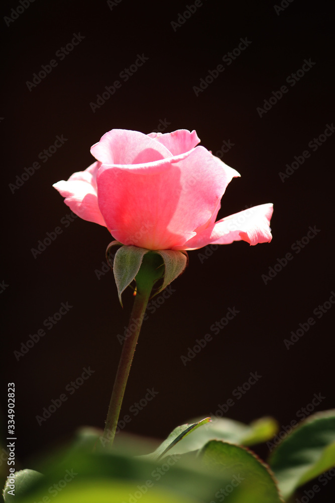 A pink rose bud about to bloom in a garden setting A pink rose bud about to bloom in a garden setting