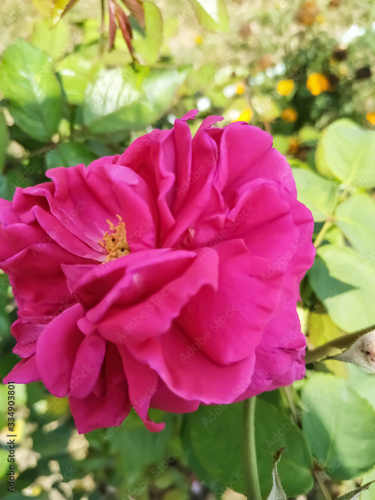 Beautiful pink roses in the garden. Perfect for background. Natural Beautiful pink roses in the garden. Perfect for background. Natural