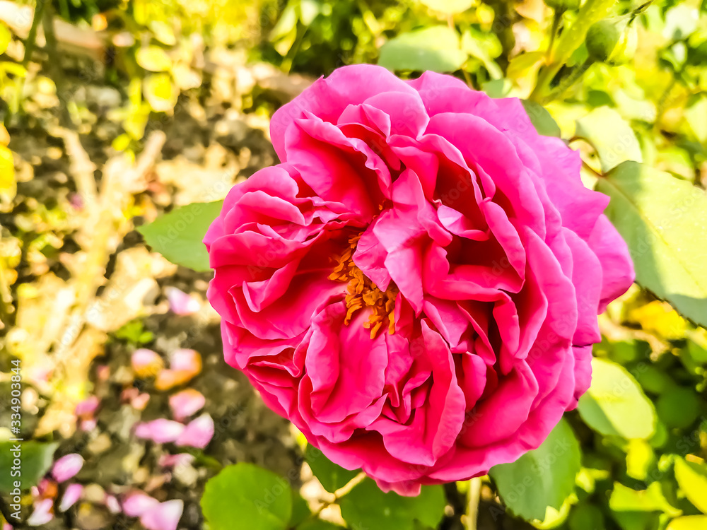 Fototapeta premium Beautiful pink roses in the garden. Perfect for background. Natural