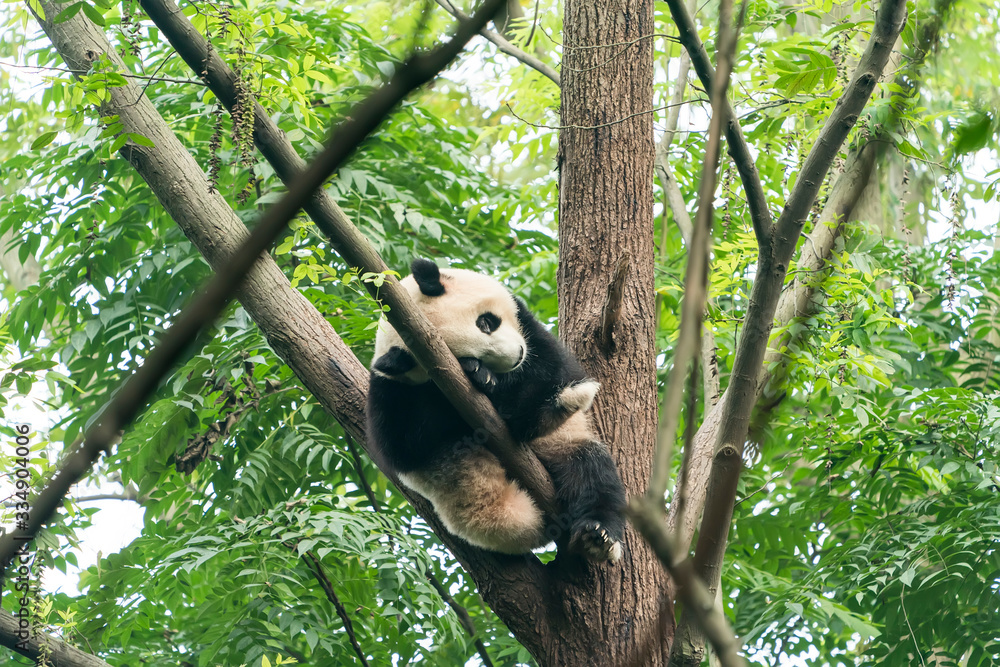 Obraz premium Giant panda over the tree.