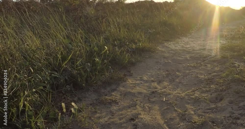 sentier, coucher de soleil, traveling arrière