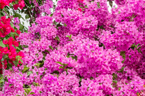 Close up of magenta Bougainvillea or paper flowers blossom in flower garden