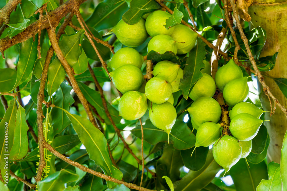 Cluster of fresh macadamia nuts hanging on its tree at fruit plantation Cluster of fresh macadamia nuts hanging on its tree at fruit plantation