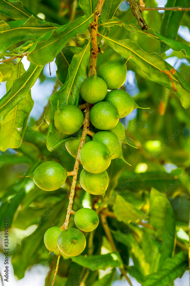 Cluster of fresh macadamia nuts hanging on its tree at fruit plantation