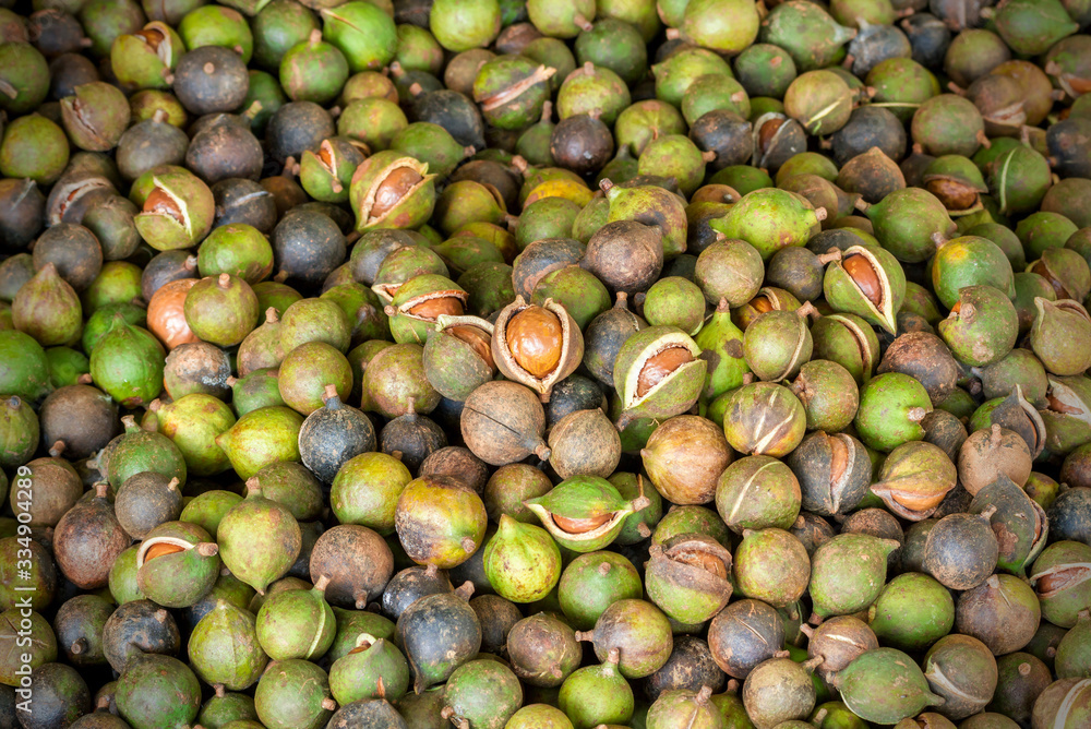 Pile of fresh macadamia nuts and nut shell background Pile of fresh macadamia nuts and nut shell background