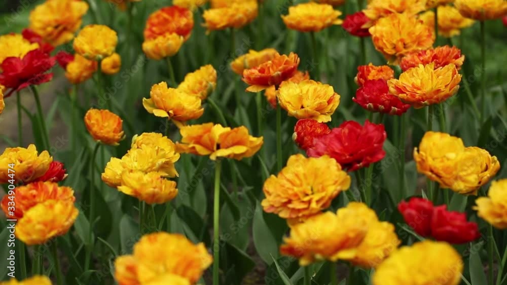 Field of beautiful tulips blooming in spring garden. Tulip flower blossom in springtime. Beauty of nature Field of beautiful tulips blooming in spring garden. Tulip flower blossom in springtime. Beauty of nature