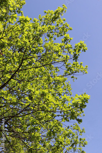 green leaves on blue sky