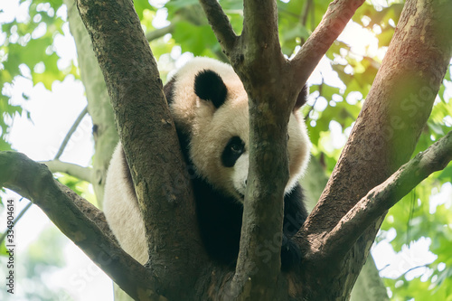 Giant panda over the tree.