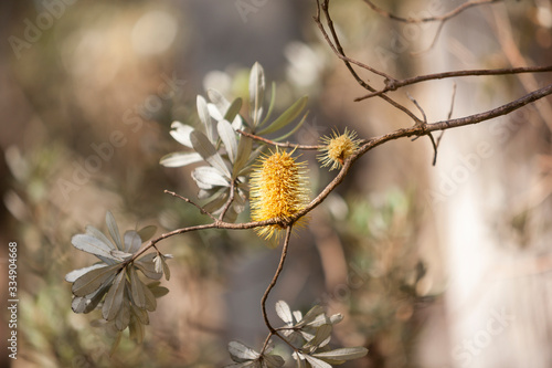 Fototapeta Yellow grevillea in bush horizontal