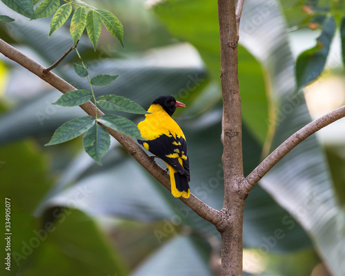 Φωτογραφία The Indian golden oriole (Oriolus kundoo)