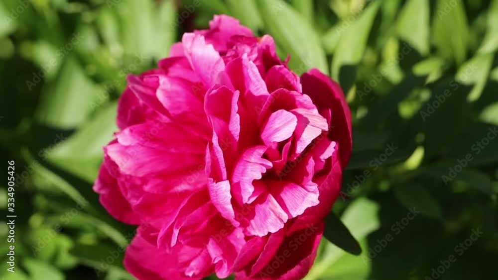Pink peony flowers on sunny spring day, peony flowers in the summer garden. Pink peony flowers on sunny spring day, peony flowers in the summer garden.
