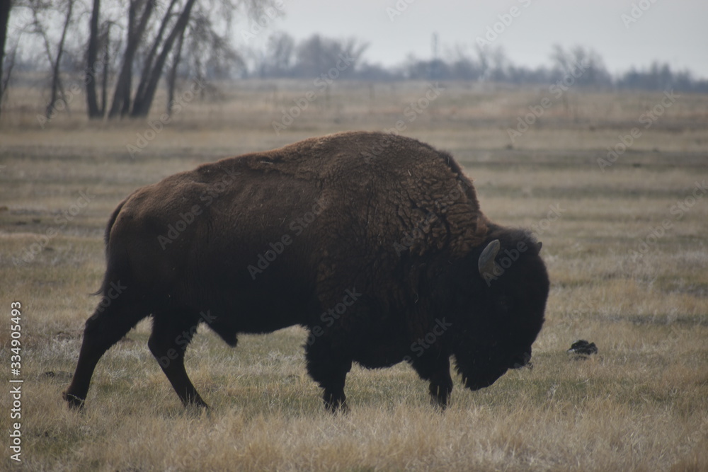 Colorado Wildlife