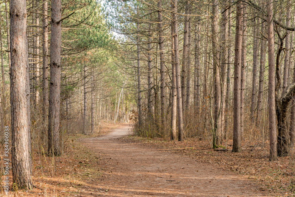 Fototapeta premium Trail in Ontario - Yours to Discover