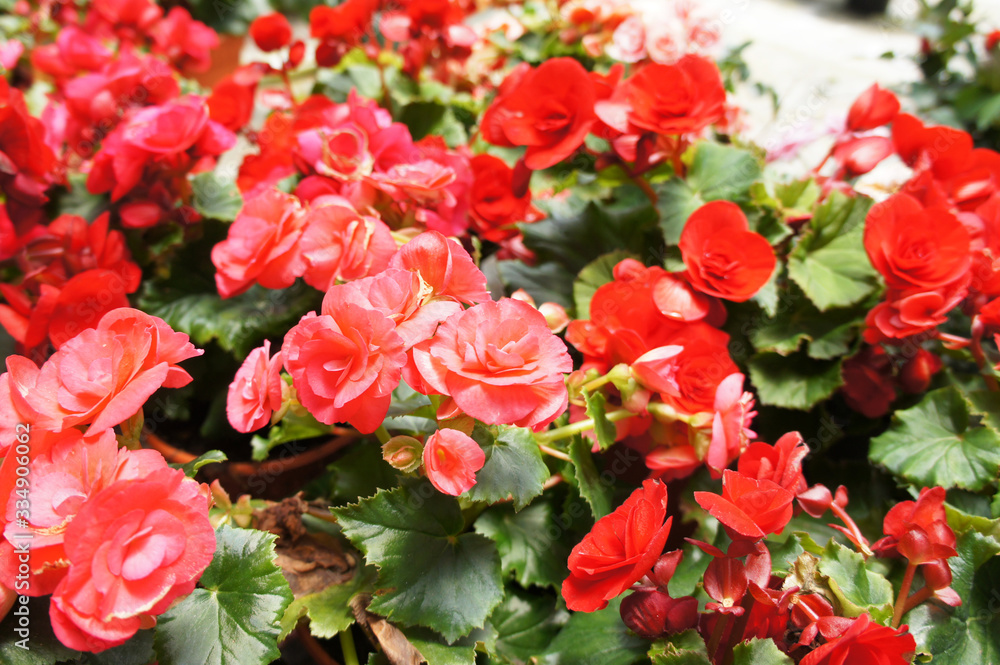 Begonia Roses planted in a plant nursery in Cameron Highland, Malaysia. Planted in small pots for easy to sale to customers.