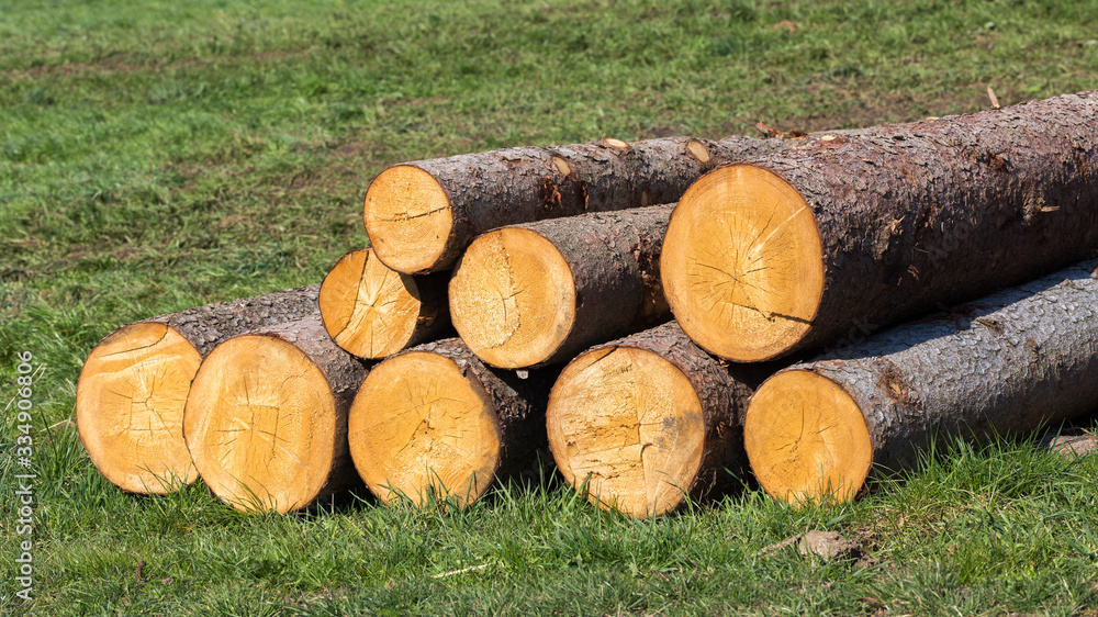 Unterbrunn, Bavaria / Germany - Mar 24, 2020: Pile of logs on a meadow. Heap of tree trunks. Clean cut. Symbol for logging industry, cutting wood, forestry work. Panorama format. Unterbrunn, Bavaria / Germany - Mar 24, 2020: Pile of logs on a meadow. Heap of tree trunks. Clean cut. Symbol for logging industry, cutting wood, forestry work. Panorama format.