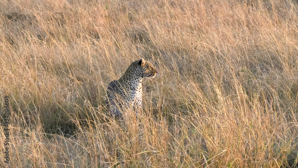 leopard approaches and sits at masai mara kenya leopard approaches and sits at masai mara kenya
