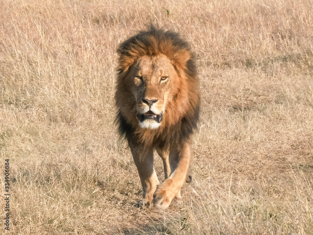 a male lion approaching at masai mara a male lion approaching at masai mara