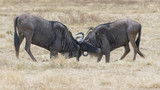 side view of wildebeest dueling at ngorongoro crater