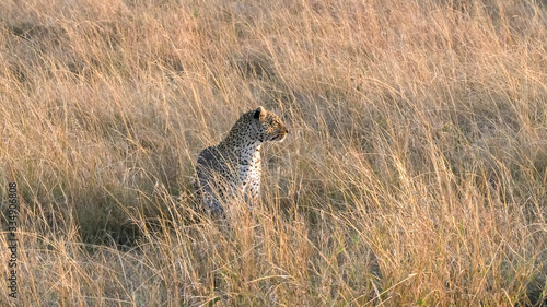 leopard approaches and sits at masai mara kenya