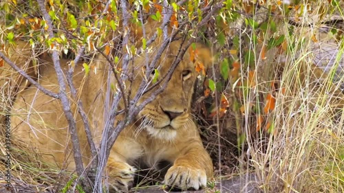 swarming flies intrude on the face of lioness resting in wild