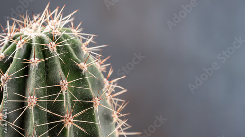 Macro photo of a cactus on a light background. Copy space.