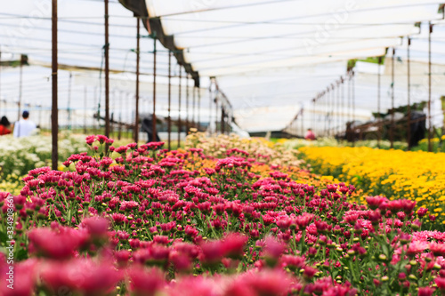 Chrysanthemum flower garden with a variety of colors. © MPIX.TURE