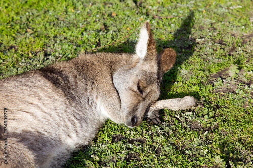 Fototapeta premium Kangaroo 